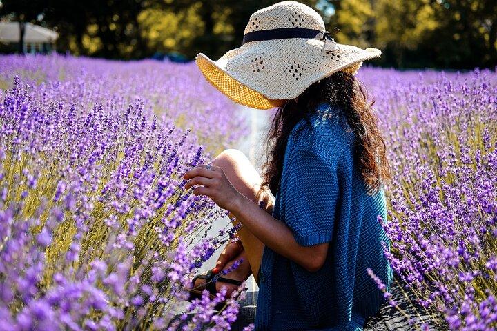 ラベンダー ルート - アヴィニョンからの小グループ日帰り旅行