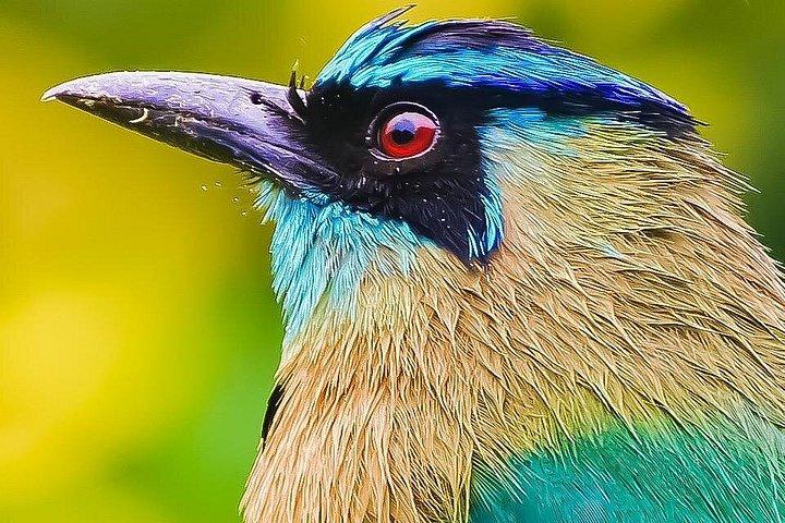 クリカンチャファミリー野生動物ツアー、無料バイノックと顕微鏡！