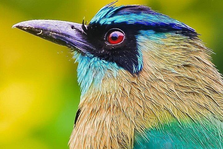 MONTEVERDE DAWN BIRDWATCHING + FREE Binoculars (6 people maximum)