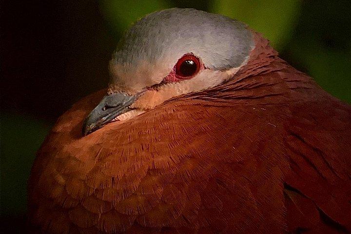 Monteverde Full Day Birding Expedition with FREE BINOCULARS