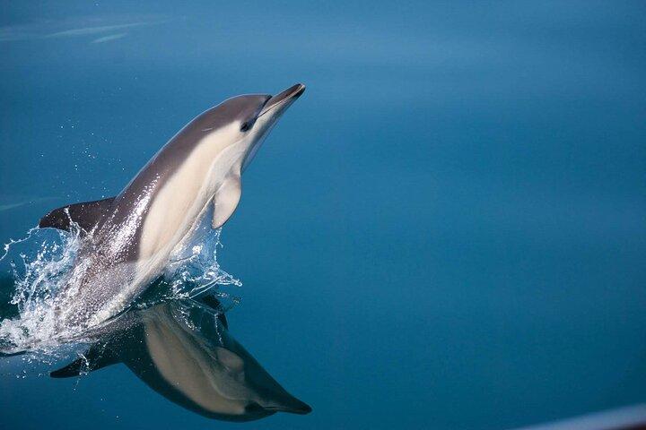 Delfinsafari i Estepona-bugten
