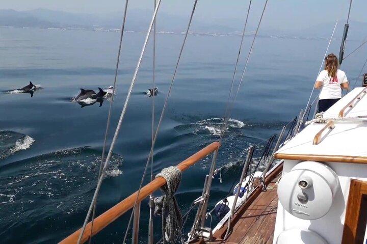 Delfinsafari i Estepona-bugten
