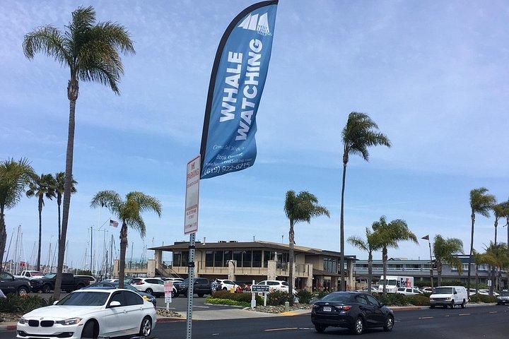 Walbeobachtungsfahrt in San Diego