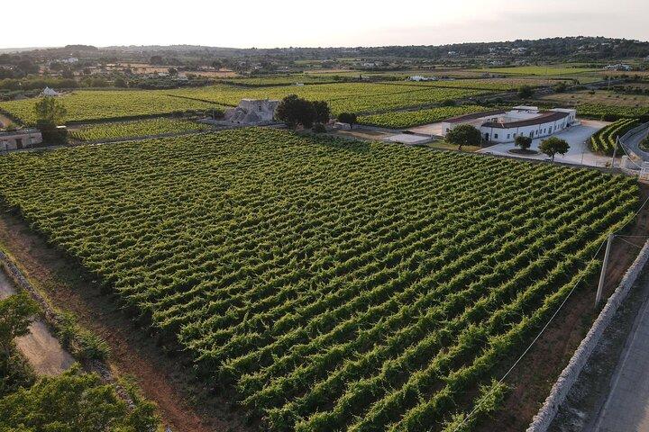 Visite guidée des vignobles avec dégustation de vins locaux