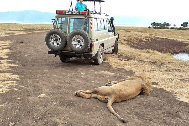 3 dagars utforskande av Serengeti och Ngorongoro-kratern från Arusha