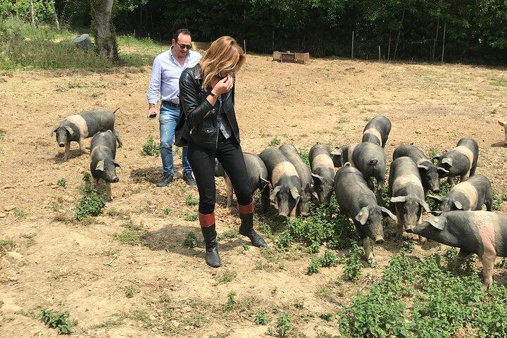 Besichtigung der Cinta Senese Farm in Montepulciano