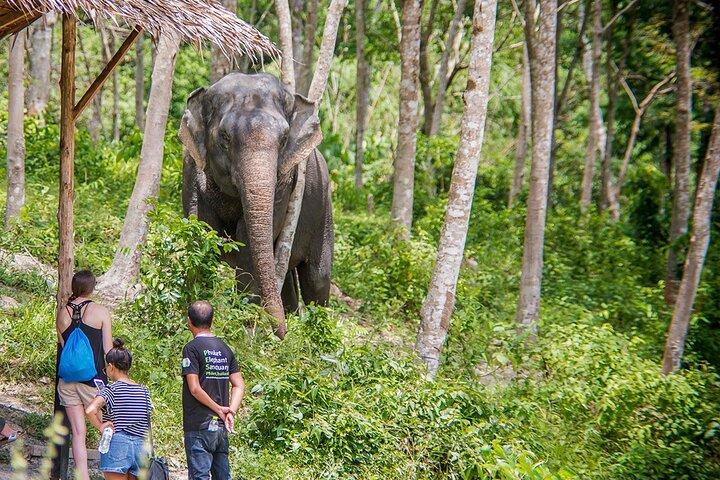 Full-Day Phuket Elephant Sanctuary Tour with Lunch and Dinner