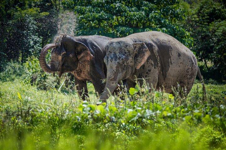 Tour de día completo al santuario de elefantes de Phuket con almuerzo y cena
