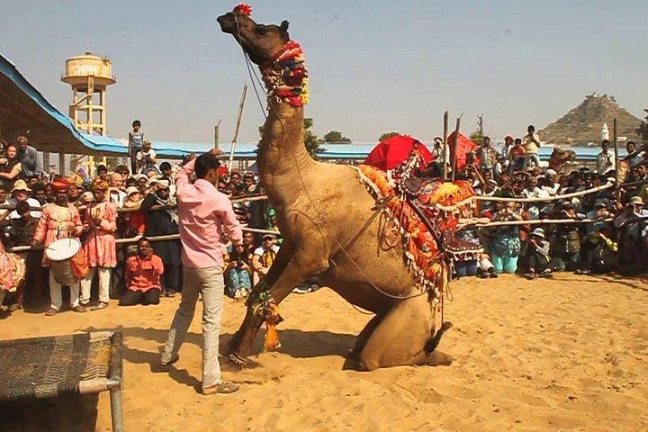 ジョードプルからプシュカル経由ジャイプールへの片道送迎、ランチ付き