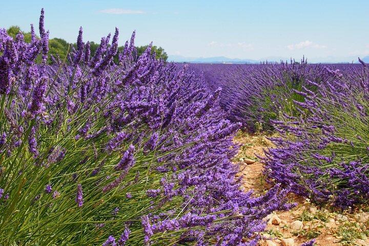 Excursão aos campos de lavanda em Valensole saindo de Marselha