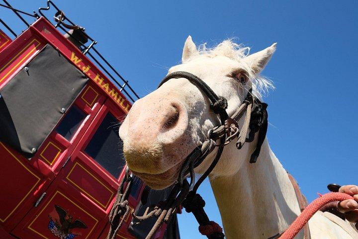 ジャクソンホールのグランドティトンビューの乗馬