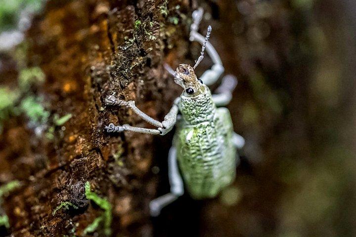 15-Day Expedition to the Matses Indigenous Territory