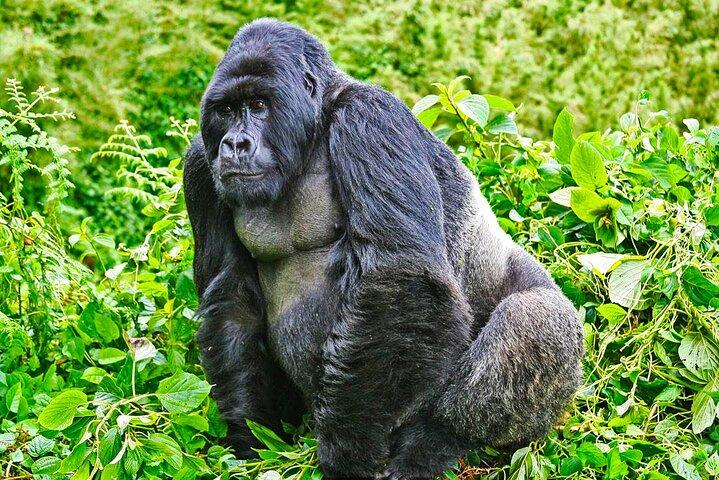 Safari 2 giorni, 1 notte - Ruanda Mountain Gorilla Trekking e Ruanda Memorial
