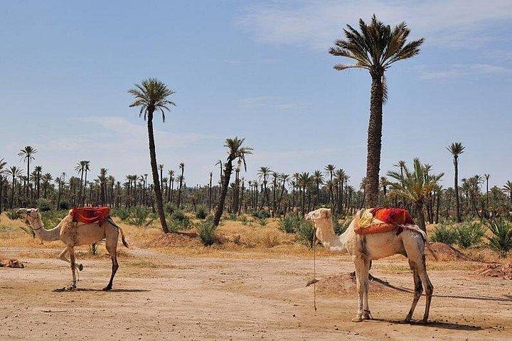 Solnedgangs kameltur i Marrakeh Palm Grove