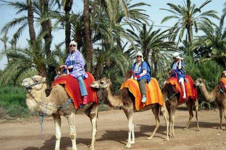Solnedgangs kameltur i Marrakeh Palm Grove