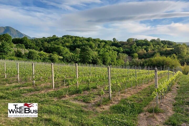 Private Irpinia Wine Tour from POSITANO, AMALFI or RAVELLO