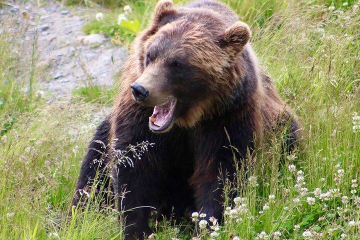 Yellowstone, Grand Teton og Hot Springs: Lille gruppe 5-dages tur