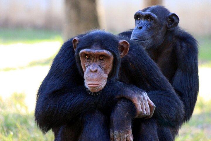 4-Tages-Tour Kibale Forest National Park und Gorilla-Trekking