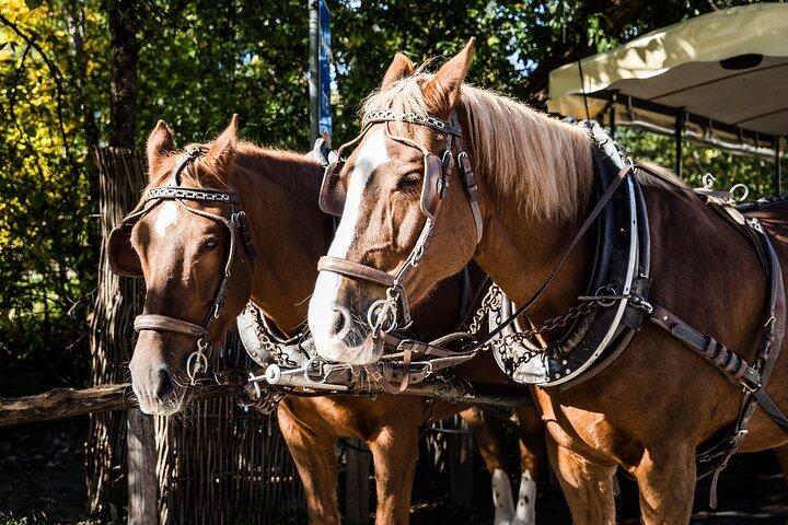 ウンブリアでワインの試飲をしながらブドウ園を巡る馬車ツアー