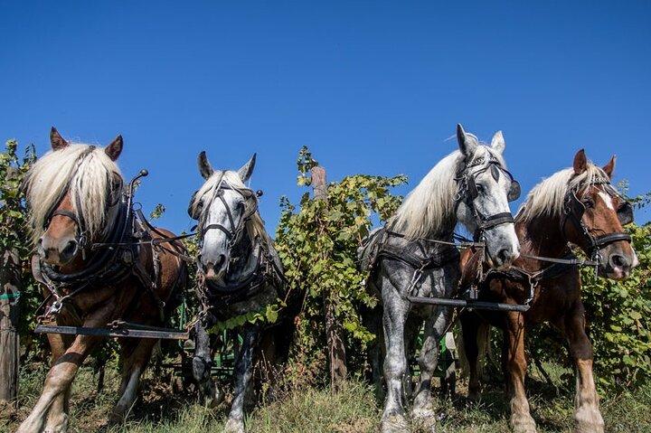 ウンブリアでワインの試飲をしながらブドウ園を巡る馬車ツアー