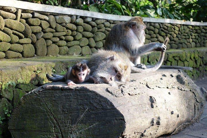 コンボ パッケージ: アユン川ラフティングとウブド ツアー