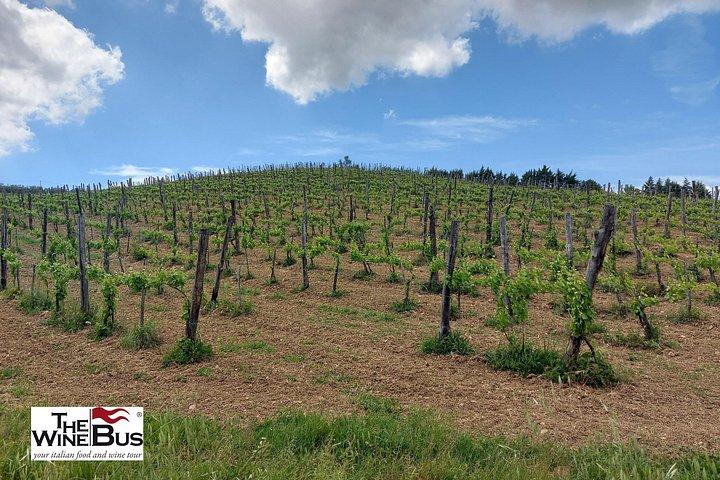 Private Irpinia Wine Tour from NAPLES with sommelier