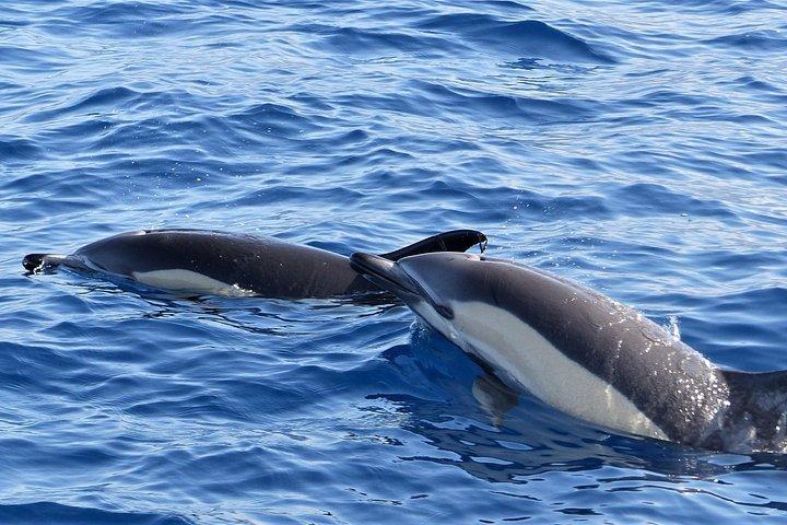 セイルボートによるロス・ギガンテスのクジラウォッチングチャーター