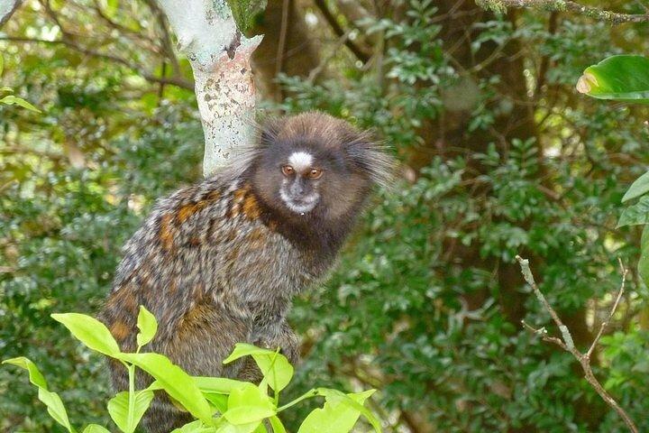 Guided Tour in Tijuca Forest with transfer