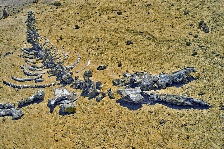 A day desert adventure from Cairo to Valley of the whales - Wadi Hitan - and Wadi Rayan