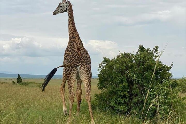 Nairobi national park and Giraffe center