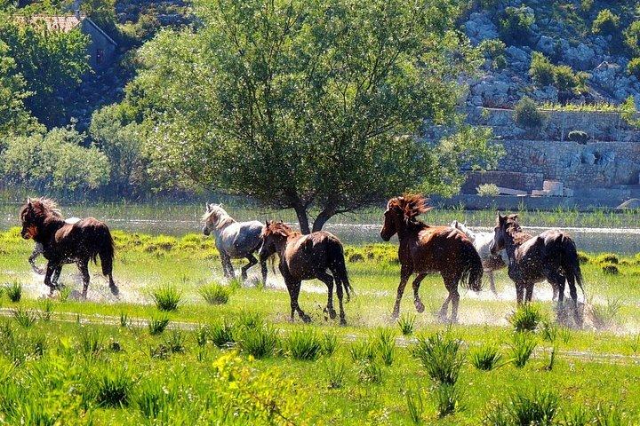ポドゴリツァの歴史、サファリ、ワイナリー ツアー - スカダル湖とクルノイェヴィツァ川