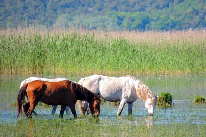 ポドゴリツァの歴史、サファリ、ワイナリー ツアー - スカダル湖とクルノイェヴィツァ川