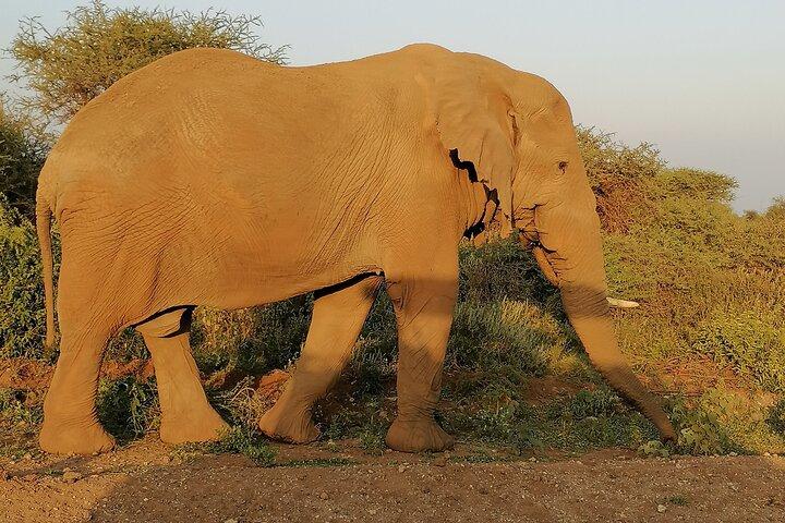 ナイロビからのプライベート 6 日間野生動物写真ツアー
