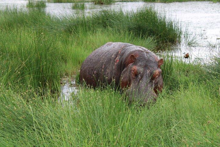 ナイロビからのプライベート 6 日間野生動物写真ツアー