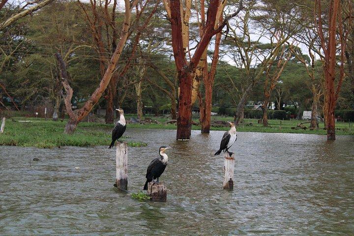 ナイロビからのプライベート 6 日間野生動物写真ツアー