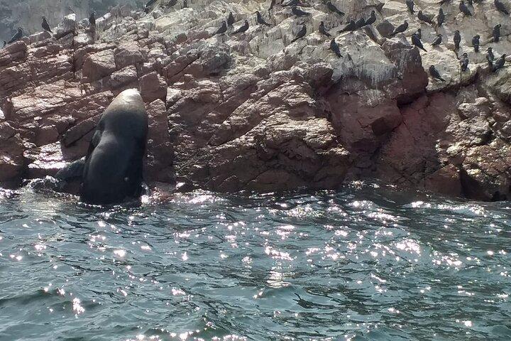 Ballestas Islands tour from Pisco CRUISESHIP TERMINAL