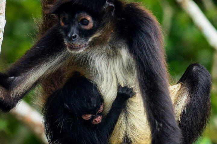 3-dages tur i Maya-verdenen: Tikal, Yaxha og Island Adventures