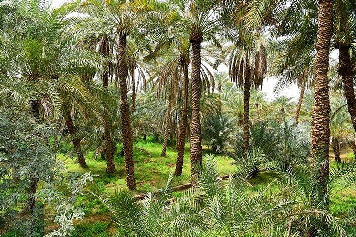 8 Stunden Al Ain Private Tour