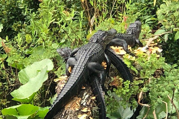 Airboat Adventure i Saint Augustine med en guide