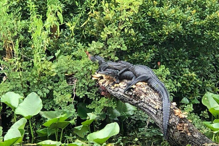 Airboat Adventure i Saint Augustine med en guide