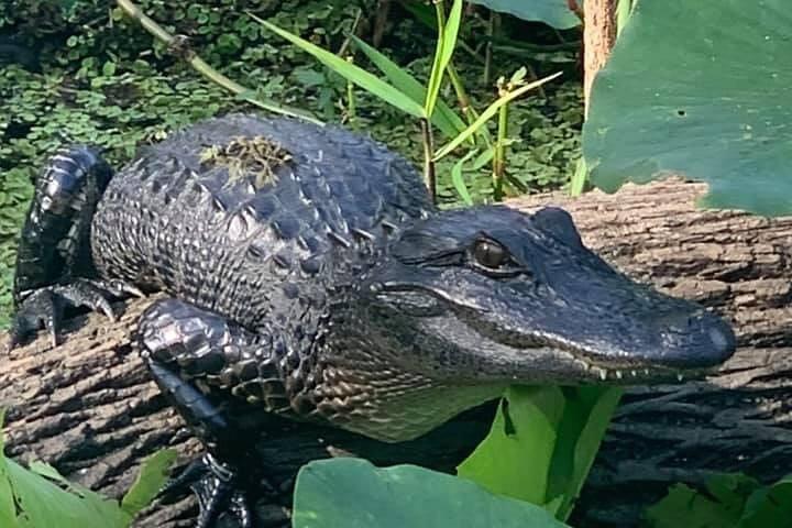 Aventure en hydroglisseur à Saint Augustine avec un guide