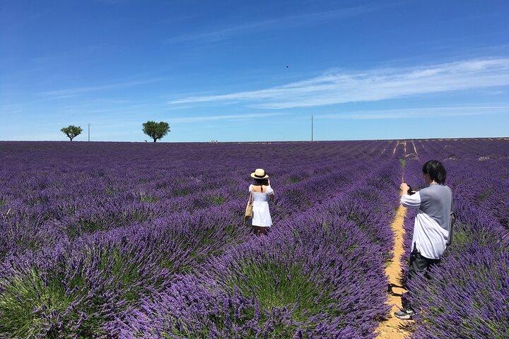 5 - Timers Lavender Fields Tour i Valensole fra Aix-en-Provence