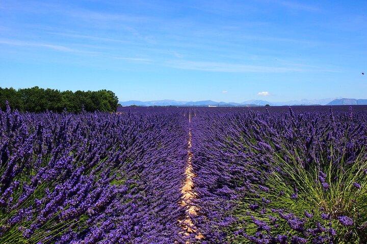 5 - エクス＝アン＝プロヴァンス発ヴァランソールのLavENder Fieldsツアー