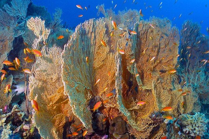 Fahrt mit dem Glasbodenboot in Dahab