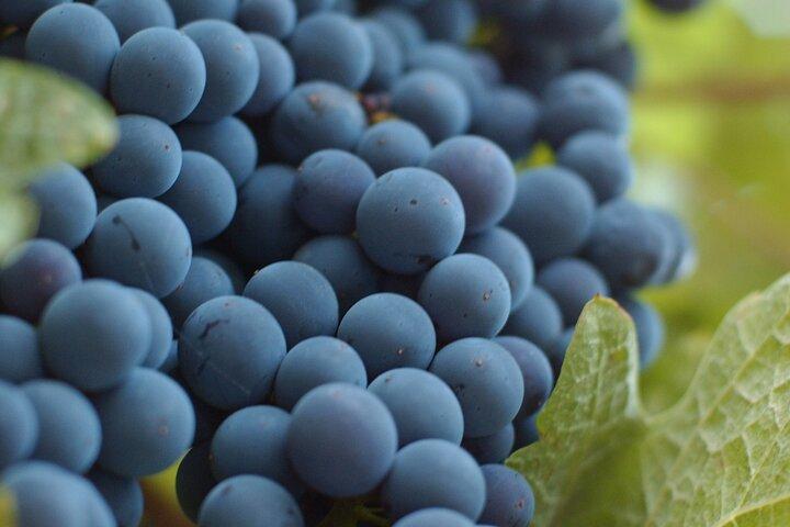 Lake Country Scenic Sip Wine Tour - 5 cantine nel tour