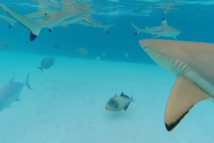 Moorea Solo oder Twin Island Tour Jetski 4 Stunden