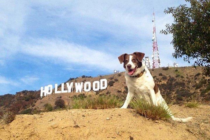 Hollywood Sign Express 90-Minute Walking Tour