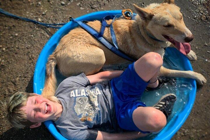 Sommerhundeslædeeventyr i Willow, Alaska