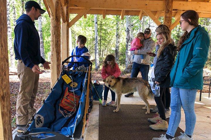 Summer Dog Sledding Adventure in Willow, Alaska