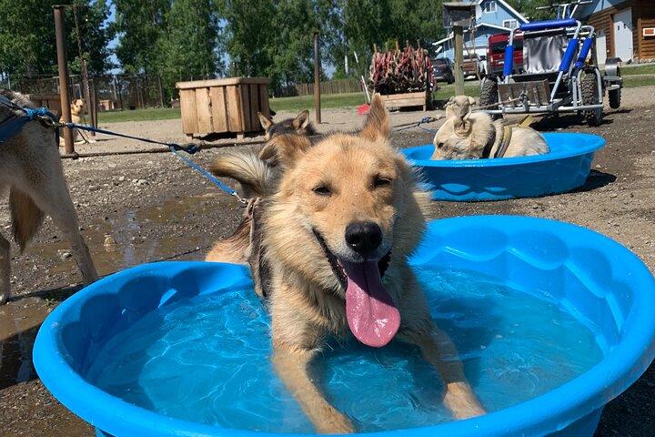 Summer Dog Sledding Adventure in Willow, Alaska